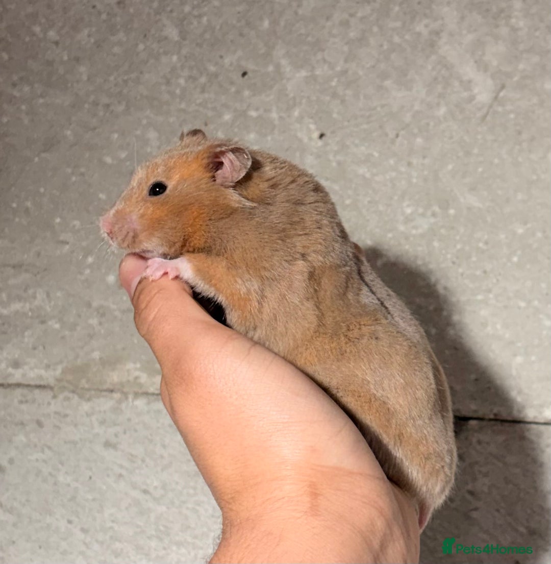 Hamster rodents for sale: OLDER STUNNING TAME PEDIGREE HAMSTERS - Advert 12