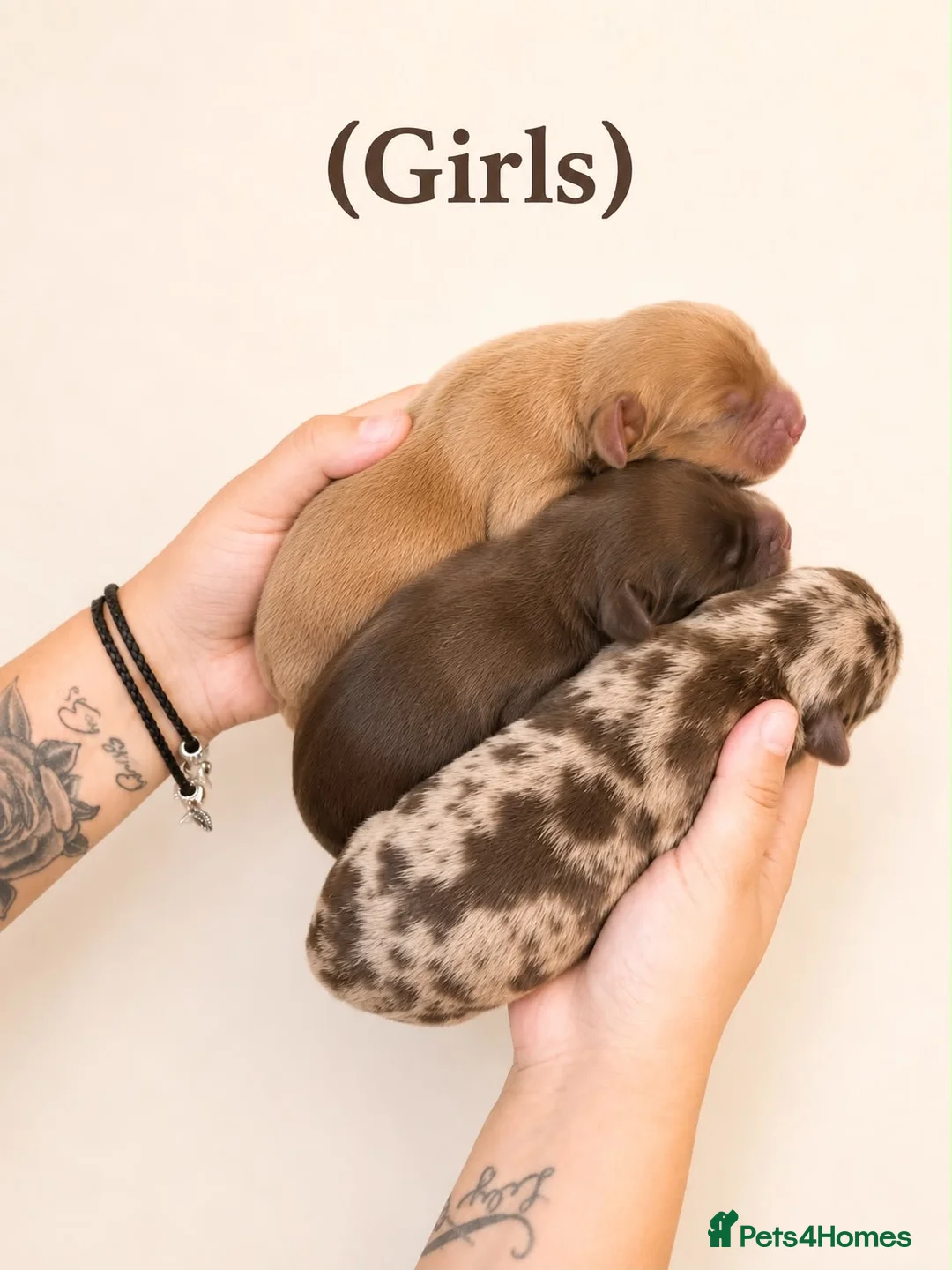 Miniature Dachshund dogs for sale: Miniature dachshund pups  - Advert 2