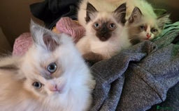 Ragdoll cats for sale:  ragdoll kittens parents gccf registered  - Image 8