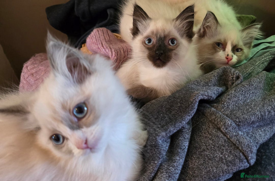 Ragdoll cats for sale:  ragdoll kittens parents gccf registered  - Image 8