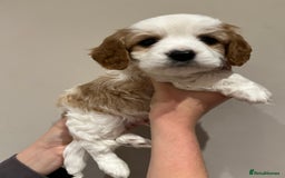 Cavapoo dogs for sale: Perfect family Cavapoos. Home raised, ready 28 Oct - Image 10