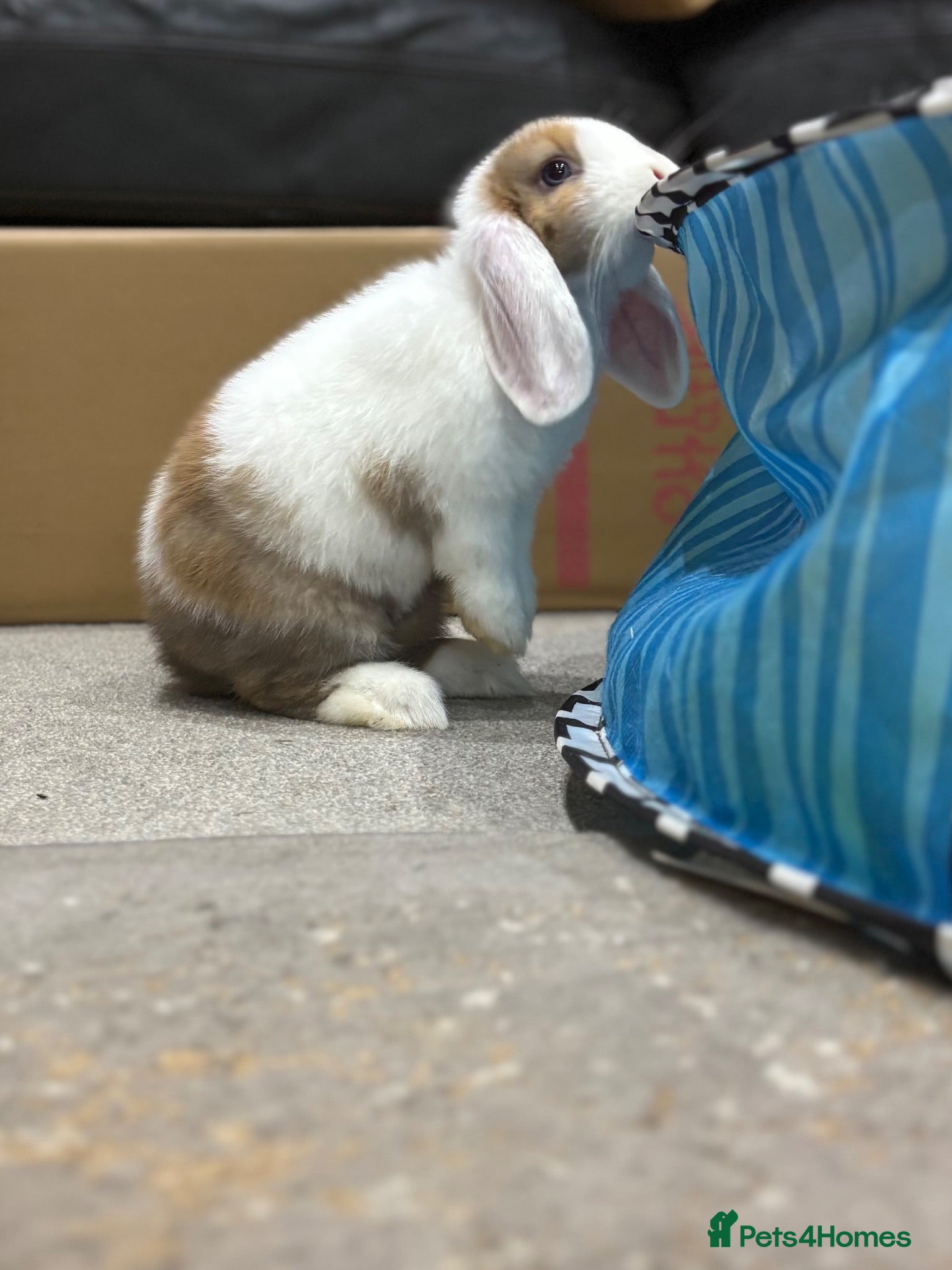 Mini Lop rabbits Only 1 baby mini lop left - boy - Advert 1