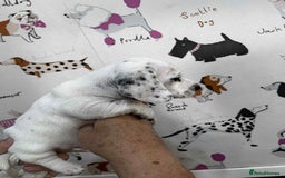 Miniature Dachshund dogs for stud: Smooth Cream Piebald for Stud  in Motherwell - Image 16