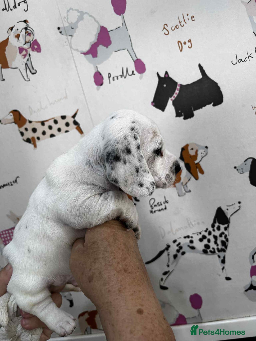 Miniature Dachshund dogs for stud: Smooth Cream Piebald for Stud  in Motherwell - Image 16