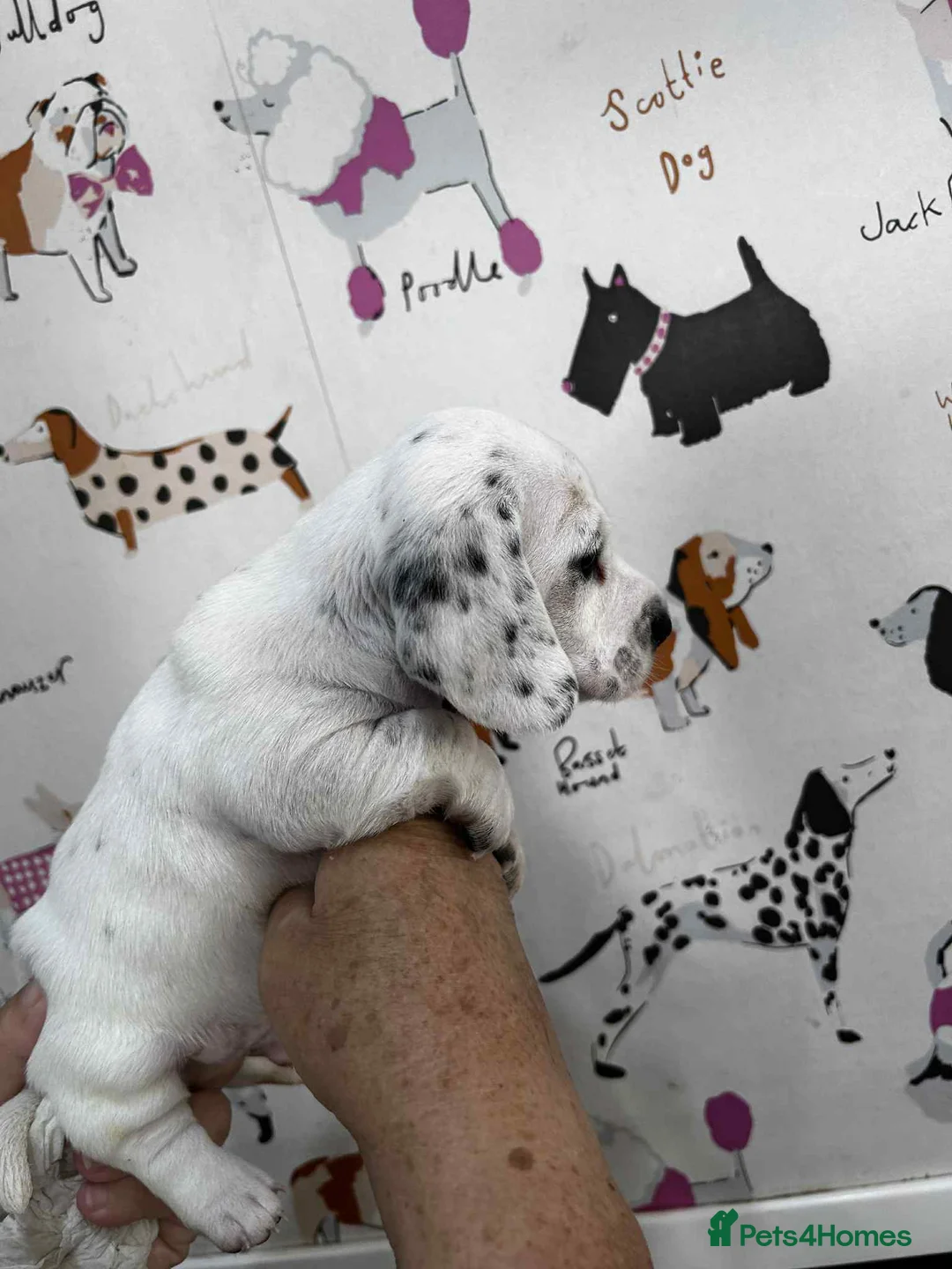 Miniature Dachshund dogs for stud: Smooth Cream Piebald for Stud  in Motherwell - Advert 15