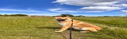 Mixed Breed dogs for sale: Loki  in Wimborne - Advert 1