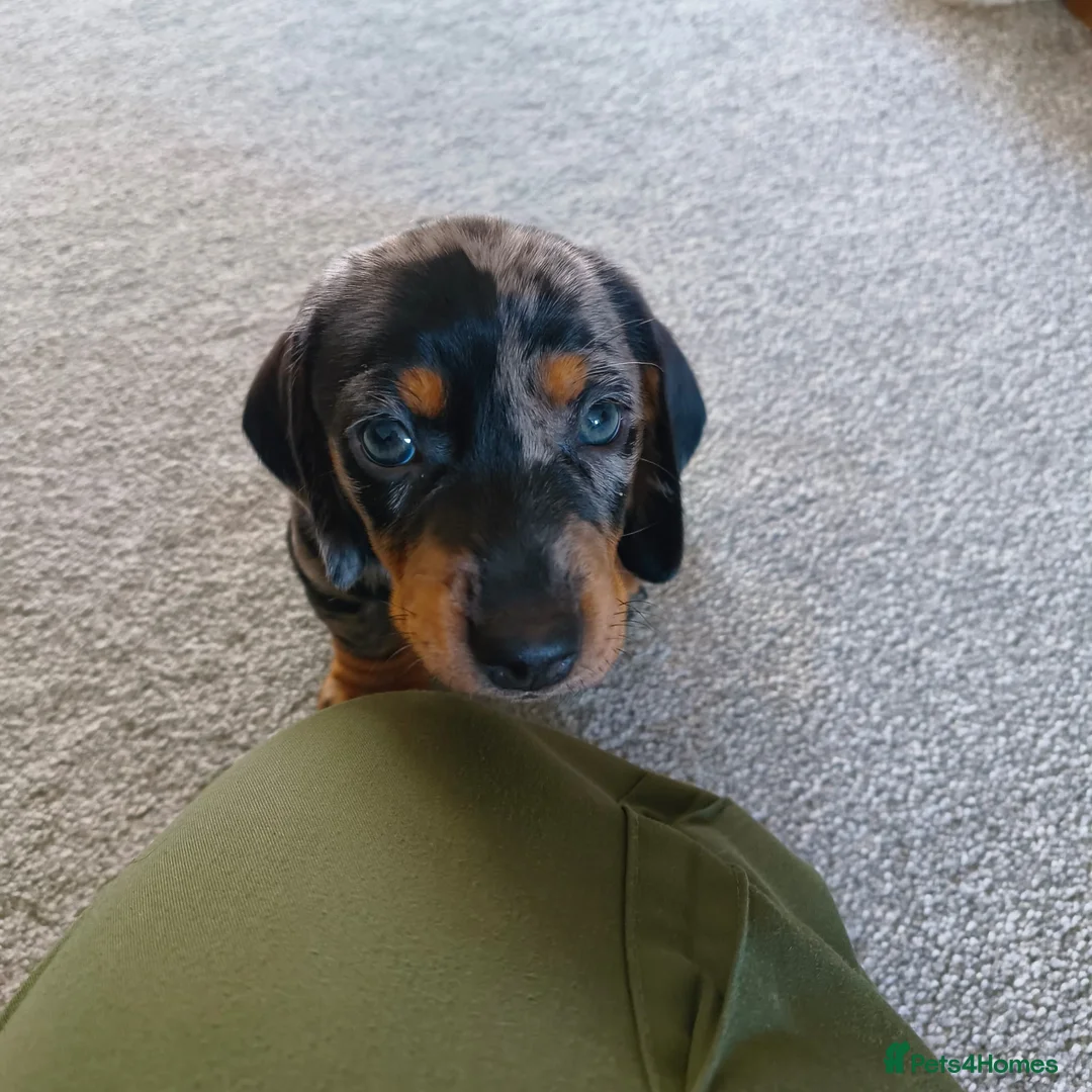 Dachshund dogs for sale: Dachshund puppies - Advert 8