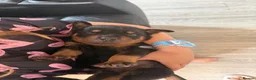 Rottweiler dogs for sale: Absolutely stunning Rottweiler puppies  - Advert 29