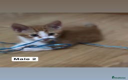 Mixed Breed cats for sale: Purrfect Little kittens Looking for Loving Homes - Image 3