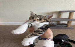 British Longhair cats for sale: Kittens for sale  - Image 5