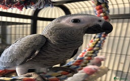 Parrots birds for sale: Hand Reared Baby African Greys  - Image 1
