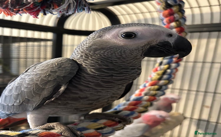 Parrots birds - Advert 9