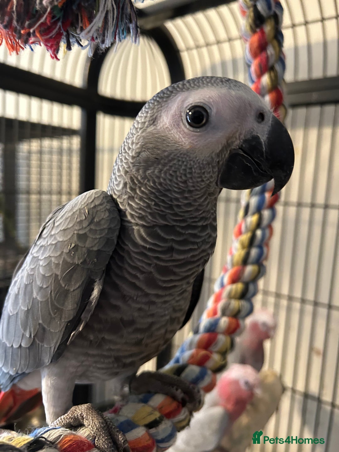 Parrots birds for sale: Hand Reared Baby African Greys  - Image 1