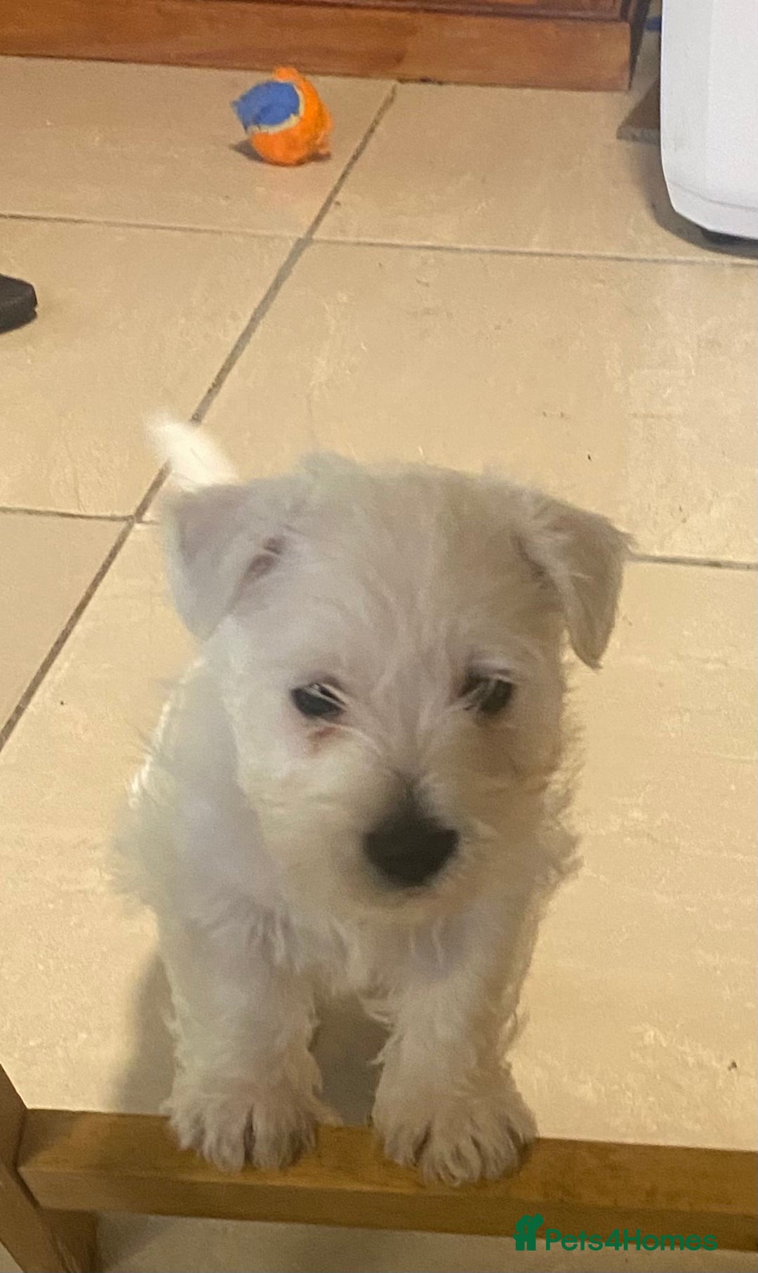 West Highland Terrier dogs for sale: Exquisite Fluffy Little WestHighland White Terrier - Advert 4