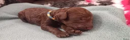 Cockapoo dogs for sale: Last stunning f2b Chocolate cockapoo boy - Advert 32