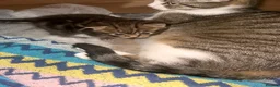 American Wirehair cats for sale: American Wirehair  - Advert 3