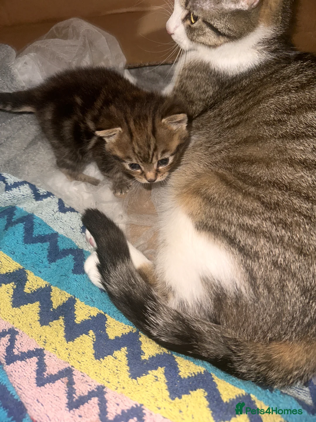 American Wirehair cats for sale: American Wirehair  - Advert 2