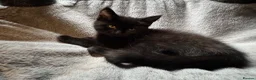 Mixed Breed cats for sale: British shorthair cross Maine coon  - Advert 9
