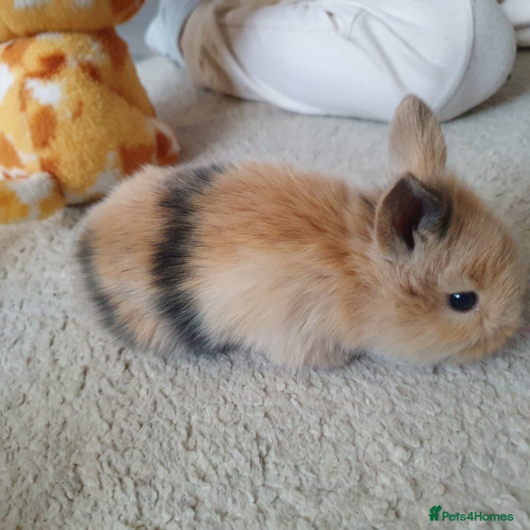 Lionhead rabbits for sale: Baby bunny's  - Advert 7