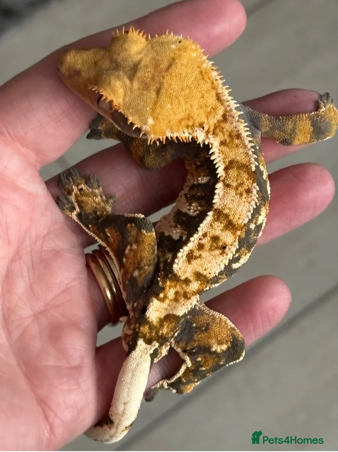 Gecko reptiles for sale: Tri colour harlequin crested gecko in Liverpool - Advert 2
