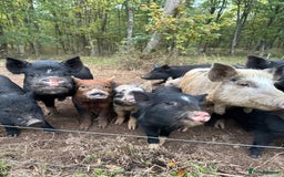 Pig livestock for sale: Adorable Pet Kune Kune cross piglets for sale - Image 1