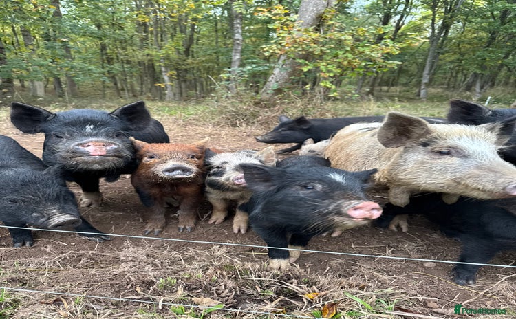 Pig livestock - Advert 1