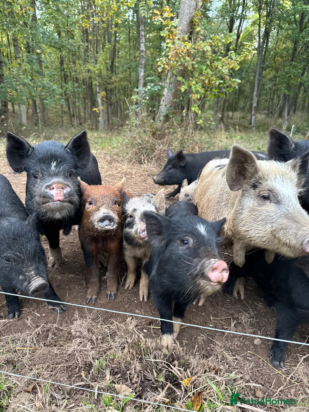 Pig livestock for sale: Adorable Pet Kune Kune cross piglets for sale - Image 1