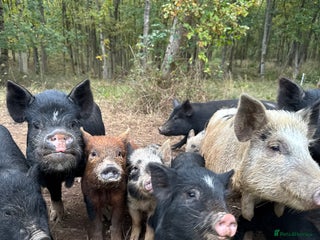 Pig livestock - Advert 5