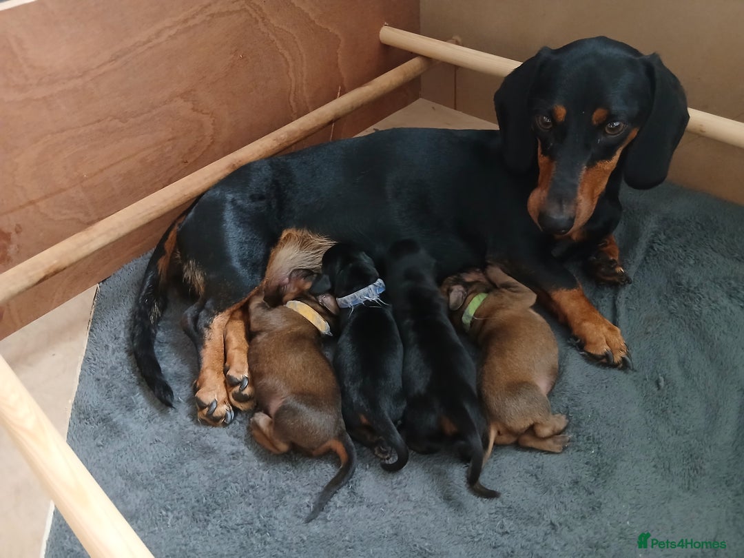 Dachshund dogs for sale: Standard Black & Tan dachshund (boy) - Image 9