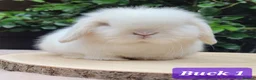 Mini Lop rabbits for sale: Available Beautiful Purebred Mini Lop Bunnies - Advert 1