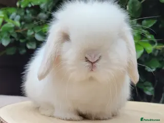 Mini Lop rabbits Available Beautiful Purebred Mini Lop Bunnies - Advert 21