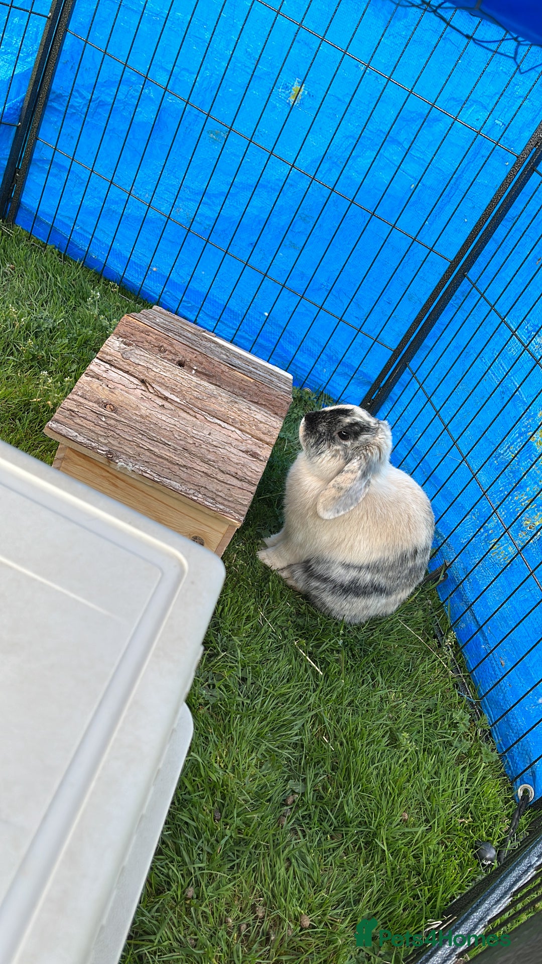 Mini Lop rabbits for sale: Beautiful mini lop girl looking to be rehomed. - Image 5