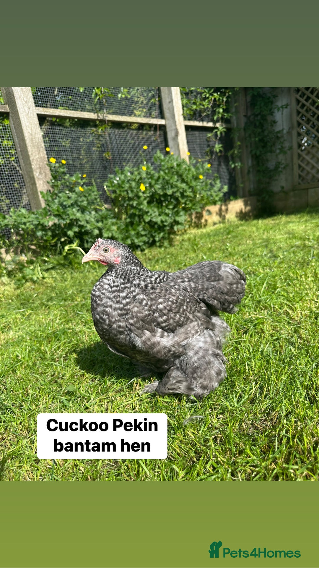 Chickens poultry for sale: Bantam hens at point of lay - Image 16
