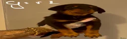Rottweiler dogs for sale: ROTTWIELER PUPPUES - Advert 7