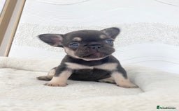 French Bulldog dogs for sale: Beautiful litter off French bulldog puppies  - Image 13