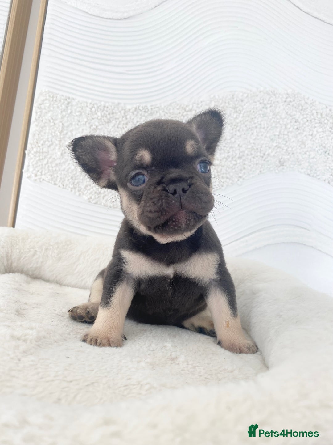 French Bulldog dogs for sale: Beautiful litter off French bulldog puppies  - Image 13