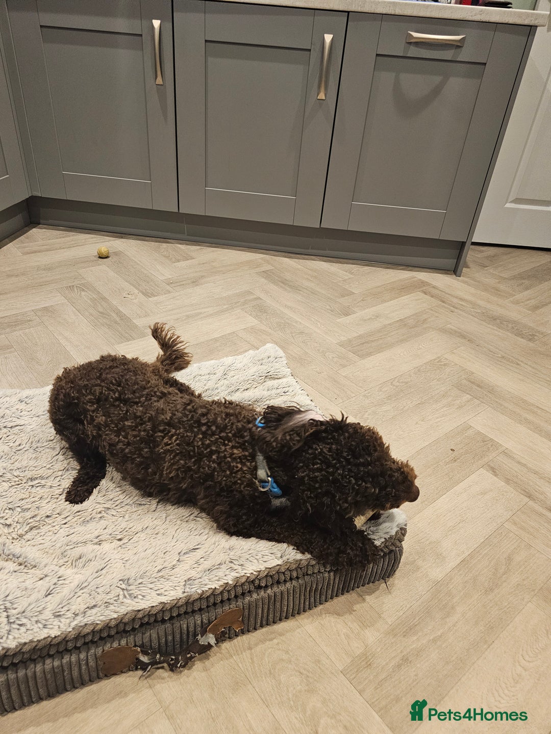 Cockapoo dogs for sale: 12 month old male cockapoo - Image 2