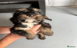 Cockapoo dogs for sale: Cockapoo Puppies for sale - Image 14