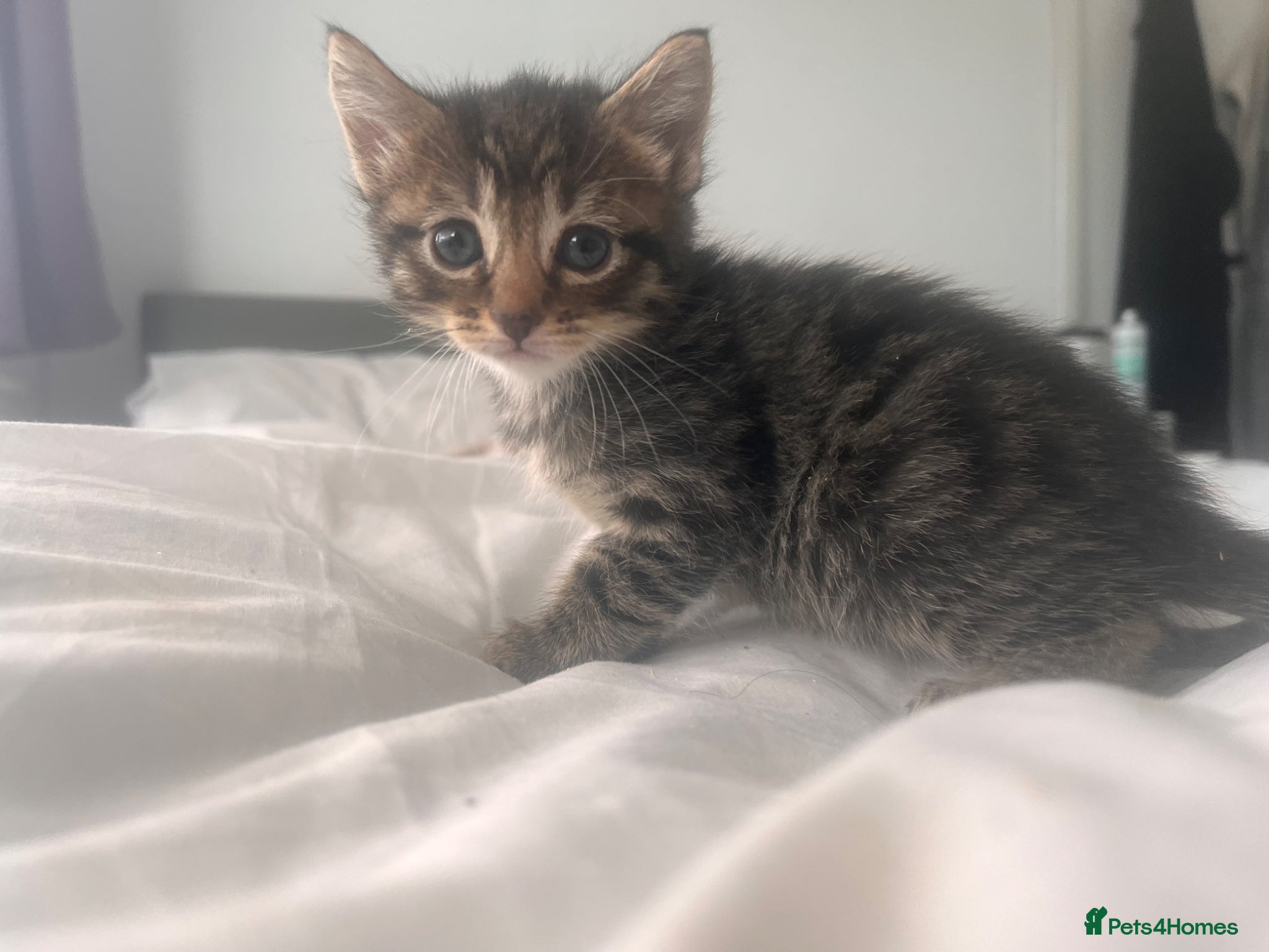 Mixed Breed cats 2 female kittens. Tabby and calico - Advert 7