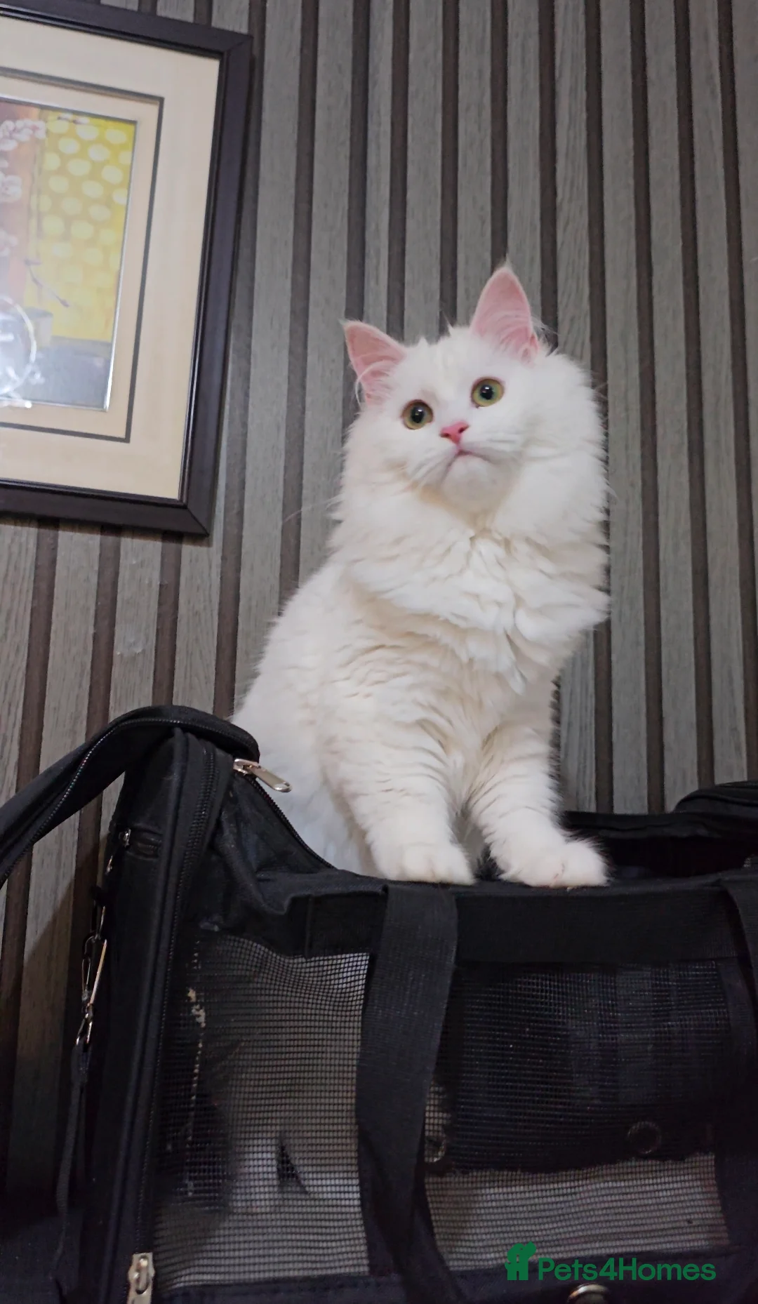 Maine Coon cats for sale: Maine Coon  - Advert 1