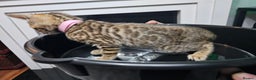 Bengal cats for sale: ✨️Stunning Bengal Babies-Exotic, Playful & Loving - Advert 17