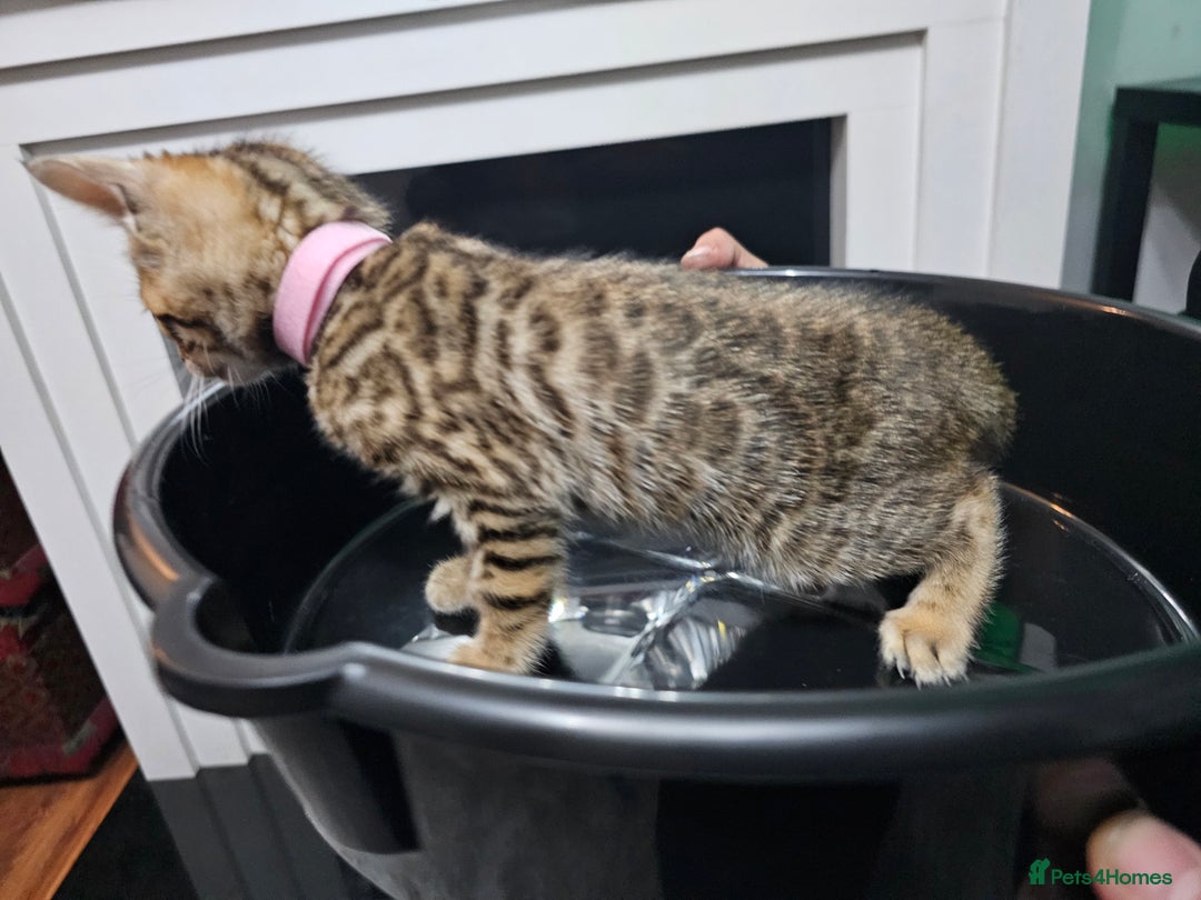 Bengal cats for sale: ✨️Stunning Bengal Babies-Exotic, Playful & Loving - Advert 17