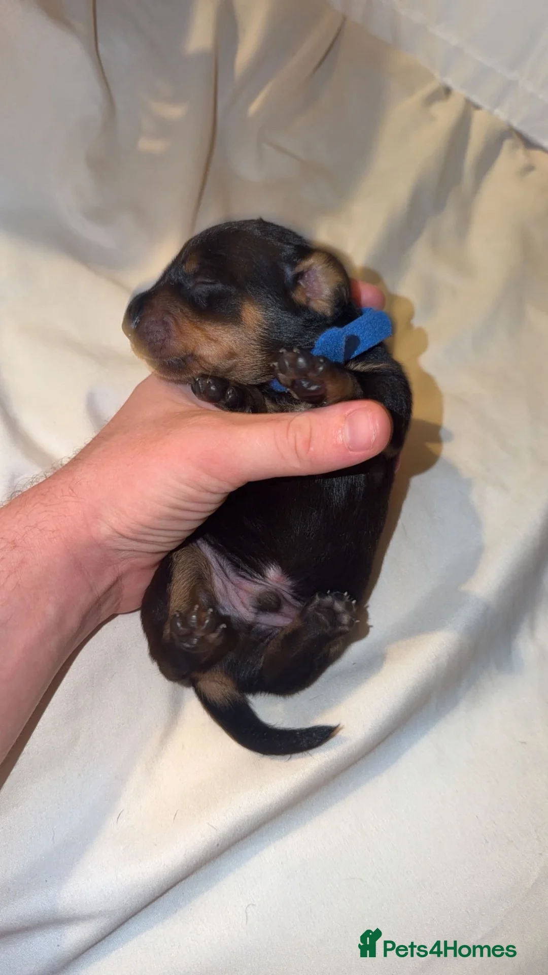 Miniature Dachshund dogs for sale: Last one! Miniature dachshund - Advert 2
