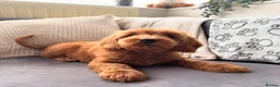 Australian Labradoodle dogs for sale: ✨WALA superior Australian labradoodle list✨  - Advert 10