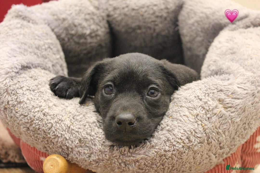 Labrador Retriever dogs for sale: Lovely Labrador Puppies ready next weekend - Image 16