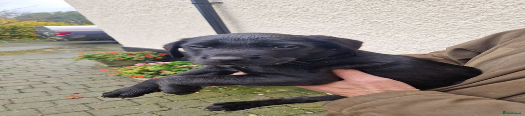 Labrador Retriever Puppy 2