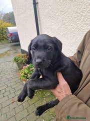 Labrador Retriever Puppy 2
