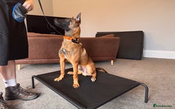 Belgian Shepherd Dog dogs for sale: Kairo - Urgent Rehome - Image 6