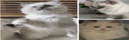 Ragdoll cats for sale: TICA REGISTERED CHAMP LINE EU RAGDOLLS✨️🏆 🩷 - Advert 21