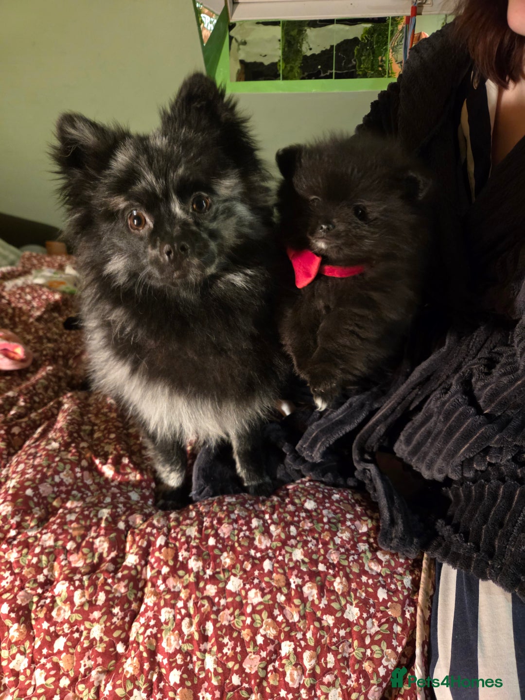 Pomeranian dogs for sale: ONE-TIME ONLY PUREBRED POM PUP (BLUE MERLE PARENT) - Advert 9